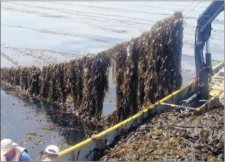  ?? BIO ARCHITECTU­RE LAB / MCT ?? Workers harvest seaweed at a coastal farm for Berkley, California- based Bio Architectu­re Lab. The company has engineered a microbe to derive sugars from seaweed to make fuel and chemicals.