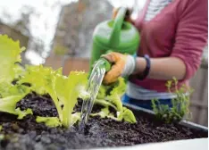  ?? Symbolfoto: Frank Rumpenhors­t/dpa ?? In vielen Städten gibt es Urban Gardening schon länger. Nun will Neu Ulm nachziehen – und auf Hochbeete setzen.