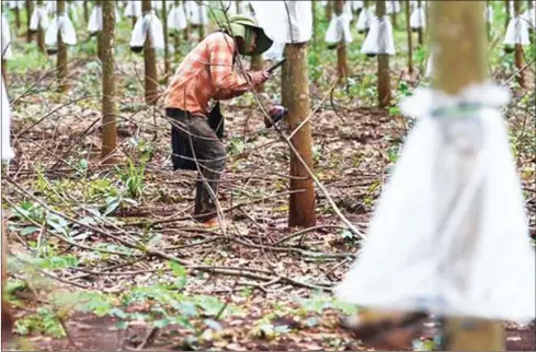  ?? PHA LINA ?? A worker taps a rubber tree on a plantation in Ratanakkir­i province in 2012.