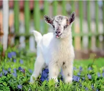  ?? 123RF ?? Goats are fun-loving tricksters, so prepare to have a secure backyard.