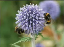 ?? ?? Insects such as bumblebees play a vital role, but numbers are declining