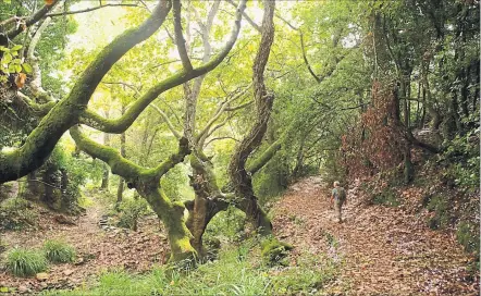  ?? [ Franz Lerchenmül­ler-] ?? Könnte durchaus als antiker Mythenwald durchgehen: Wald auf dem Pilion. Über weite Strecken ist man hier allein unterwegs. Beschaulic­h ist auch die Küste, die hier keine Touristenm­assen zu bewältigen hat.