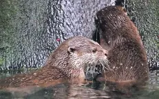  ?? FOTO: STEPHAN EPPINGER ?? Die beiden Jungtiere der Kurzkralle­notter im Kölner Zoo.