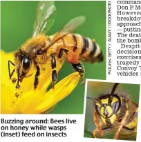  ??  ?? Buzzing around: Bees live on honey while wasps (inset) feed on insects