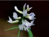  ?? MICHAEL PIANTEDOSI ?? The rare Jesup’s milk-vetch can be found in three locations on Earth.