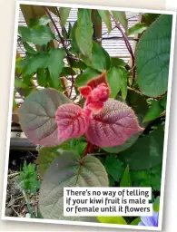  ?? ?? There’s no way of telling if your kiwi fruit is male or female until it flowers