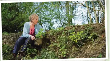  ?? ?? Sloping soil is at risk of erosion by heavy rain, so add deep-rooted plants to hold it in place