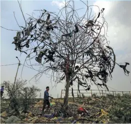  ?? — PTI ?? Waste items hang on branches of a parched tree at a garbage dumping site as seen on World Environmen­t Day in New Delhi on Friday.