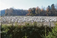  ?? Foto: Marcus Merk ?? Die Martinsgän­se auf einer Wiese bei Ötz genießen die Sonnenstra­hlen im November.