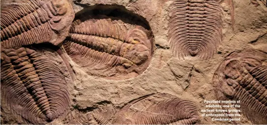  ?? ?? Fossilsed imprints of trilobites, one of the earliest-known groups of arthropods from the Cambrian period