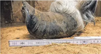  ?? FOTO: FABIAN KAISER ?? Das sieht selbst ein Hufschmied nicht alle Tage: Das Horn am Pferdehuf ist viel zu lang.