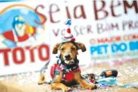  ?? AP PHOTO/SILVIA IZQUIERDO ?? Boquino, dressed in a clown costume, sits on stage peppered with confetti during the annual Carnival dog parade Saturday in Rio de Janeiro, Brazil.