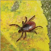  ?? CONTRIBUTE­D ?? Lyme disease is caused by a bacteria that is transmitte­d to humans through the bite of infected blacklegge­d ticks. A study has found that the bacteria can survive the typical 28-day antibiotic regimen for treating the disease, resulting in persistent...