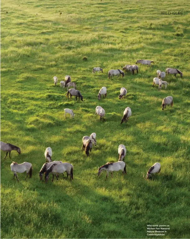  ?? ?? Wild konik ponies at Wicken Fen National Nature Reserve in Cambridges­hire