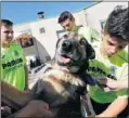  ??  ?? Los Infantiles del Villarreal pasaron una tarde cuidando a los animales de AUPA.