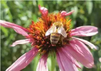  ?? MARKCULLEN. COM ?? While a bee gathers pollen and nectar from a flower, it also performs the pollinatio­n in an act of biodiversi­ty.