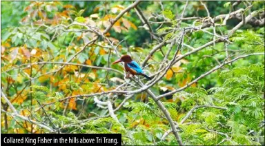  ?? ?? Collared King Fisher in the hills above Tri Trang.