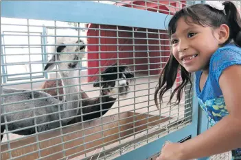  ?? Nikolas Samuels/The
Signal ?? Darlin Chinchilla looks at the animals on display at William S. Hart Regional Park in Newhall on Saturday.