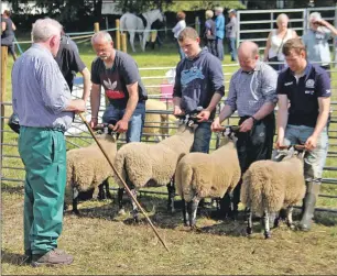  ??  ?? The sheep judging gets under way at Sunart Show.