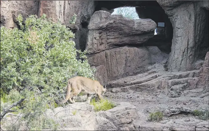  ?? Deborah Wall Las Vegas Review-Journal ?? A mountain lion often can be spotted in the Mountain Woodland habitat area of the Arizona-Sonora Desert Museum.