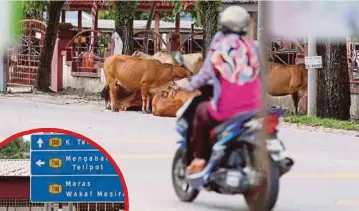  ??  ?? PENTERNAK lembu masih membiarkan ternakan mereka berkeliara­n di jalan raya.