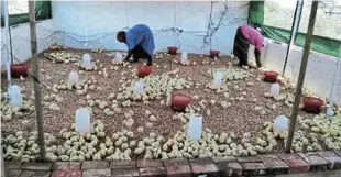 ?? ?? Bokamoso started their cooperativ­e with 500 chickens.