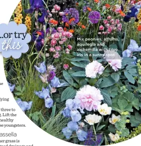 ??  ?? Mix peonies, alliums, aquilegia and alchemilla with blue iris in a sunny spot