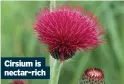  ??  ?? Cirsium is nectar-rich