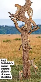  ?? ?? Paul Goldstein’s awardwinni­ng picture of some cheetahs