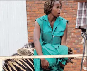  ??  ?? A student vet gets to grips with a zebra during the filming of Frontier Vets, a local 13-episode documentar­y series set at an animal clinic near the Kruger National Park.