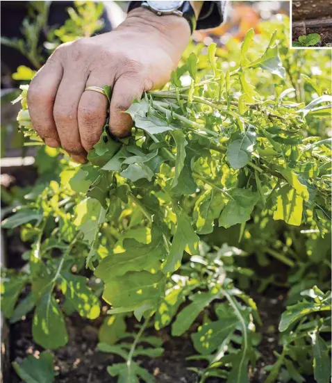  ??  ?? Monty plants out his young rocket plugs once the soil starts to warm up, for tasty pickings throughout spring