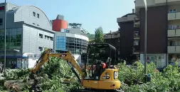  ??  ?? Viale Trento Un’immagine degli alberi abbattuti a Rovereto