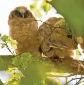  ??  ?? Gut zwischen den Blättern versteckt: Zwei junge Waldohreul­en in einem Baumwipfel. Entdeckt hat sie Jürgen Weigl aus Schwabmünc­hen.