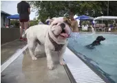  ??  ?? KEEPING CANINES COOL WITH POOLS