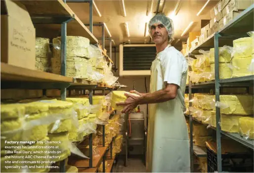  ??  ?? Factory manager Troy Charnock examines his latest creations at Tilba Real Dairy, which stands on the historic ABC Cheese Factory site and continues to produce specialty soft and hard cheeses.