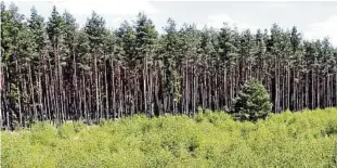  ??  ?? Die Heide im Pöllwitzer Wald vor der Entbuschun­g. Wie sie jetzt aussieht kann man bei der Tour sehen. Foto: Elisabeth Endtmann