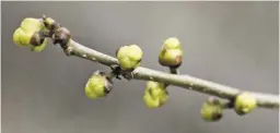  ?? BY PAM OWEN ?? As with many early-blooming trees and shrubs, this spicebush produces flower buds before all the leaves except the one at the end of each branch emerge.