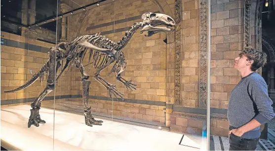  ?? Picture: REX/Shuttersto­ck. ?? A Mantellisa­urus skeleton, formerly known as an Iguanodon, on display at the Natural History Museum in London last year.