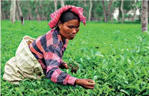  ?? VIVEK LOCHAN ?? The Doke tea garden