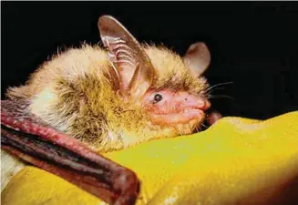  ?? Associated Press ?? The U.S. Fish and Wildlife Service said Wednesday it was postponing reclassifi­cation of the northern long-eared bat, shown above, from “threatened” to the more severe “endangered” category until March 31. The change had been scheduled to take effect Jan. 30.