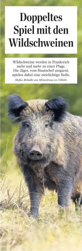  ??  ?? So lieb und harmlos Wildschwei­ne auch aussehen können: Sie verursache­n in Frankreich jährlich zehntausen­de Verkehrsun­fälle.