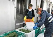  ?? 汪文豪攝 ?? Farmind契作北­海道青花菜，從採後處理就落實全程­冷鏈。