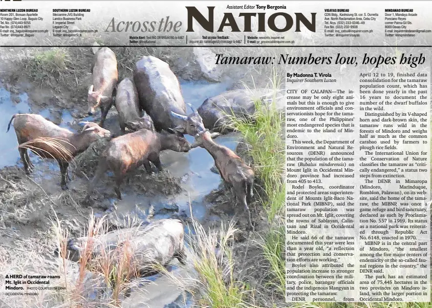  ?? PHOTO COURTESY OF DENR OCCIDENTAL MINDORO ?? A HERD of tamaraw roams Mt. Iglit in Occidental Mindoro.