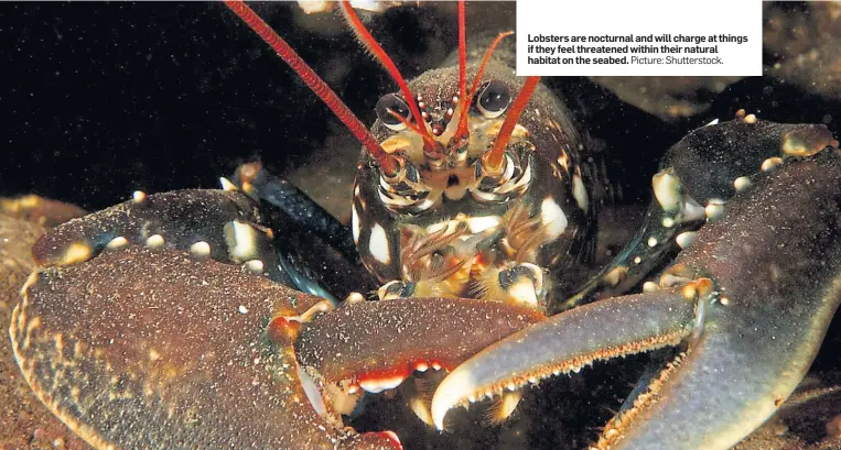  ?? Picture: Shuttersto­ck. ?? Lobsters are nocturnal and will charge at things if they feel threatened within their natural habitat on the seabed.
