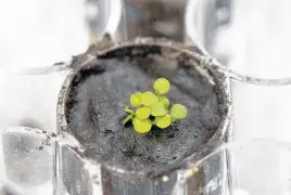  ?? REUTERS ?? The plant species Arabidopsi­s thaliana is seen sprouting at a University of Florida laboratory in a small amount of lunar regolith soil from the moon.