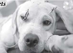  ??  ?? A dog receives treatment at the Shanghai Traditiona­l Chinese Medicine Neurology and Acupunctur­e Animal Health Center, which specialize­s in acupunctur­e and moxibustio­n treatment for animals, in Shanghai, China. REUTERS