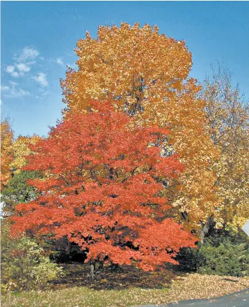  ?? LEE REICH/AP ?? Japanese and sugar maple trees in Bryn Mawr, Pennsylvan­ia. Trees benefit our planet in many ways, as well as providing us with beauty, food and shade.