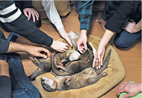  ??  ?? Customers stroke sleeping otters at a café in Tokyo. An undercover investigat­ion has found that pups are being stolen from the wild to meet the growing demand for such pets