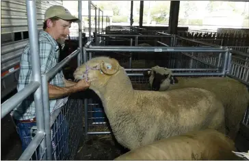  ?? PHOTOS BY WILL LESTER — STAFF PHOTOGRAPH­ER ?? Andy Edmondson of Loma Rica separates his sheep to a specific pen for competitio­n at Fairplex in Pomona on Wednesday. Livestock competitio­n has returned to the L.A. County Fair for the first time since 2007.