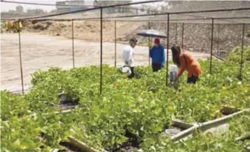  ?? | CUARTOSCUR­O ?? Los tecnosuelo­s ayudarían a evitar inundacion­es, de acuerdo con los resultados que se han visto en otras zonas.